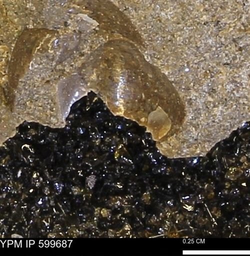 Protocardia subquadrata