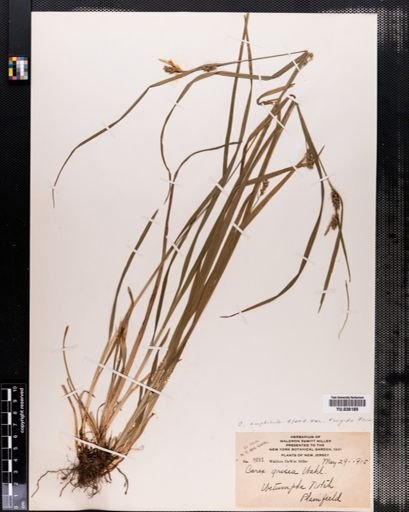 Carex amphibola