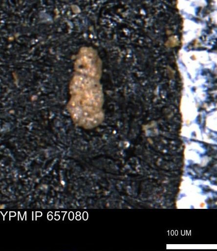 Ammobaculoides phaulus