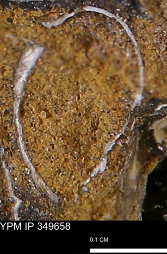 undet. Mollusca
