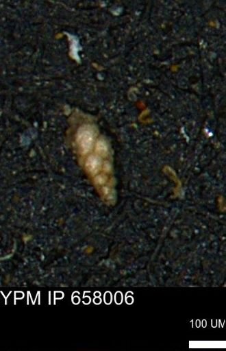 Verneuilinoides kansasensis