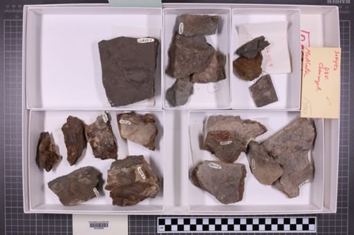 mixed taxa, stratigraphic collection