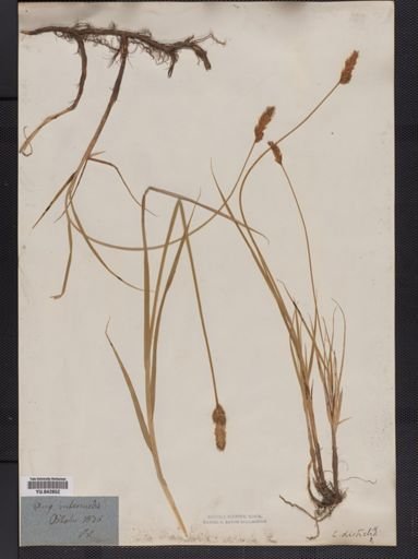 Carex