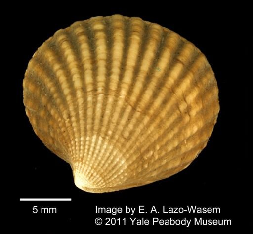Venericardia granulata