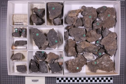mixed taxa, stratigraphic collection