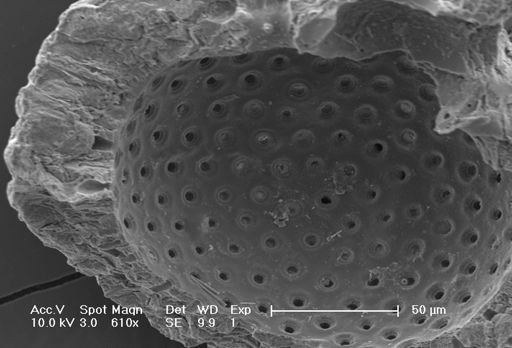 Globigerinoides ruber