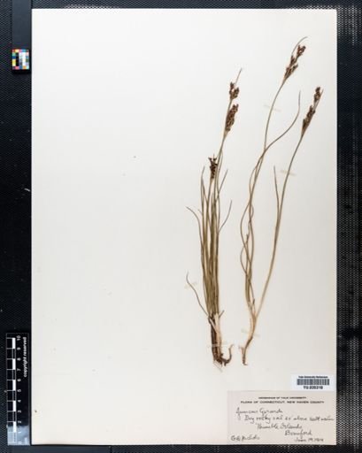 Juncus