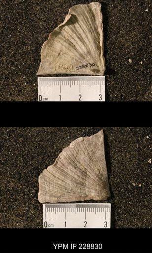 Neospirifer triplicatus