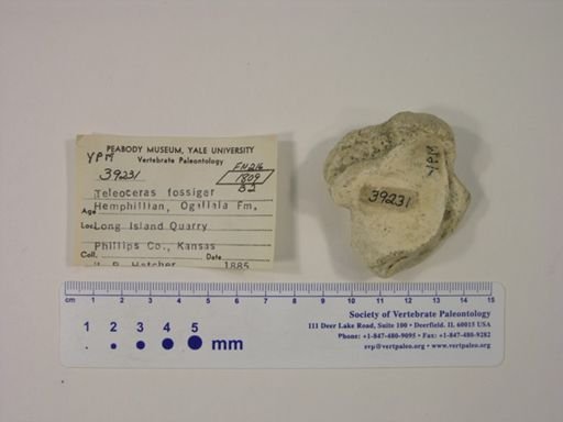 Teleoceras fossiger