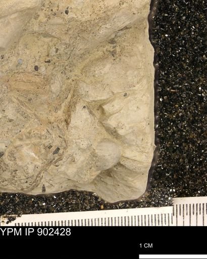 undet. Inoceramidae