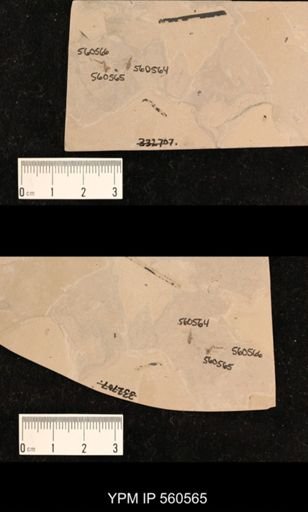 undet. Diptera