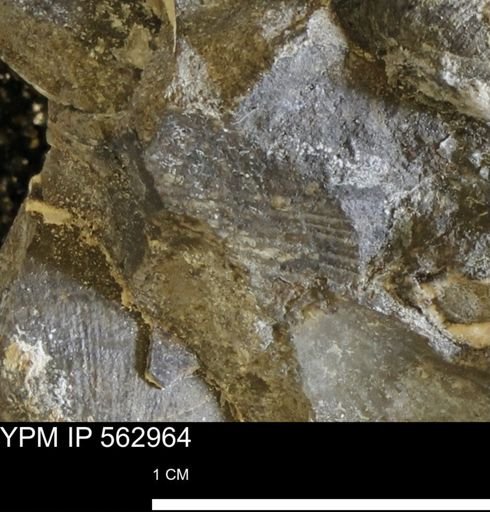 Oxytoma (Hypoxytoma) sp.