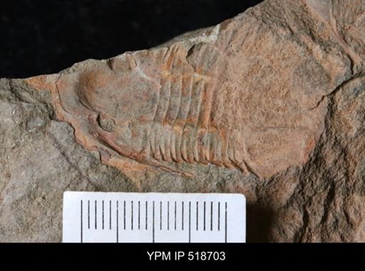 Asaphellus sp.