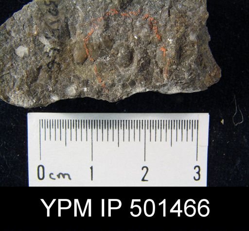 Lingula sp.