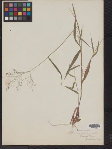 Panicum dichotomum