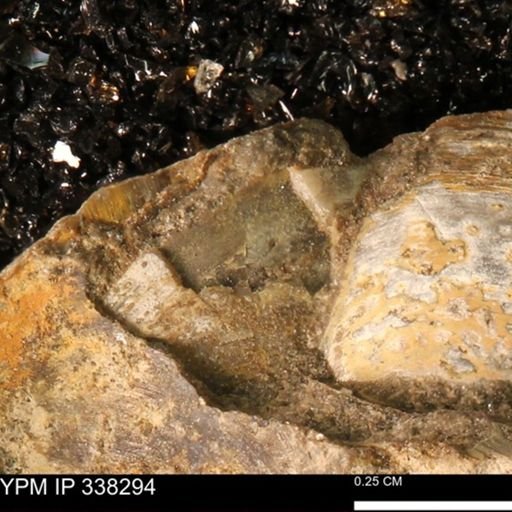 Protocardia subquadrata