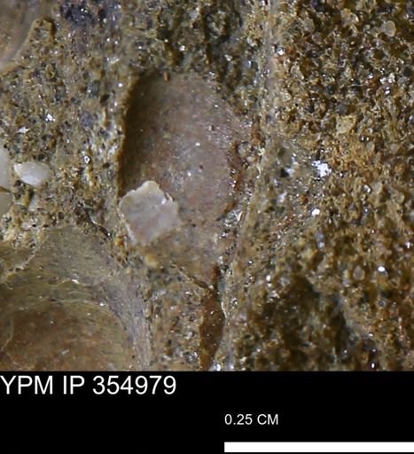 Mollusca