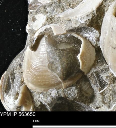 Limopsis striatopunctatus