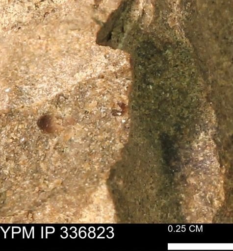 undet. Mollusca