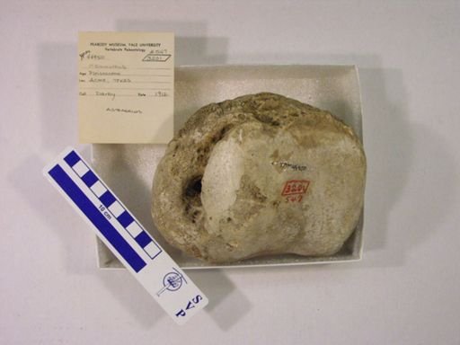 Mammuthus columbi?