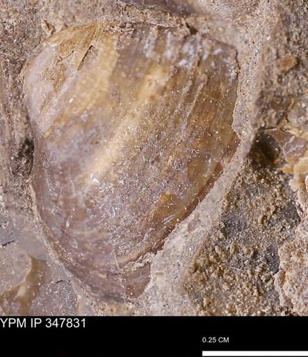 undet. Bivalvia