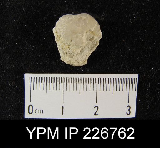 Chonetes illinoisensis