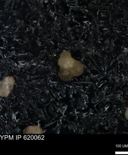 undet. Foraminiferida