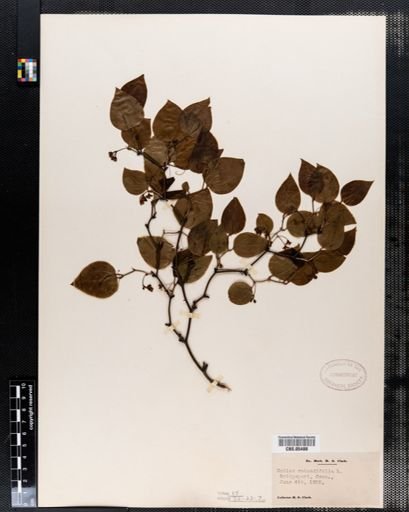 Smilax rotundifolia