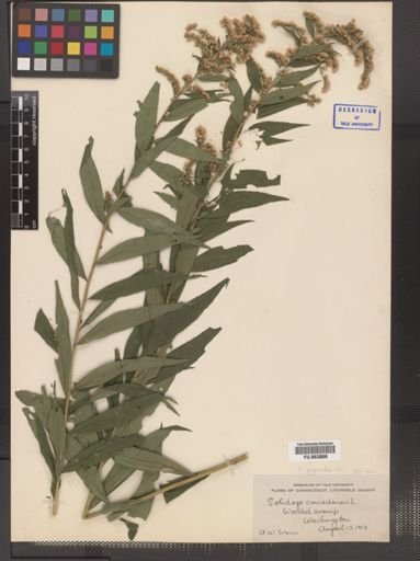 Solidago serotina