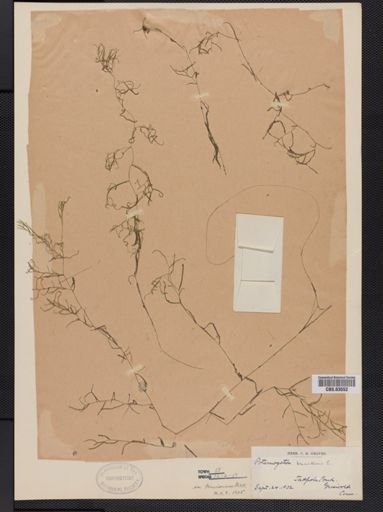 Potamogeton pusillus