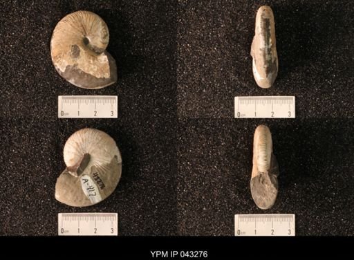 Hoploscaphites nicolletii
