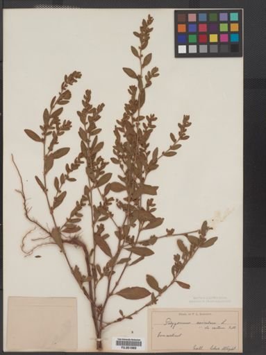 Polygonum erectum