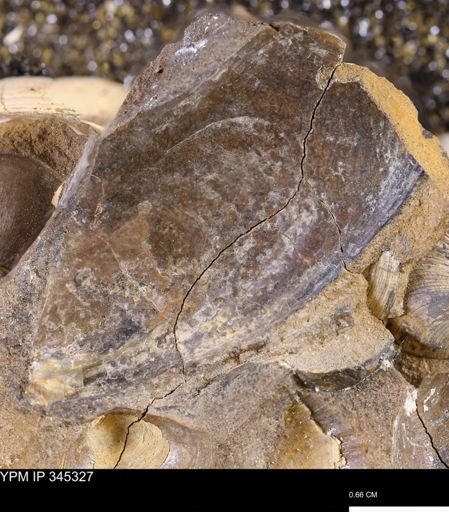 Pseudoptera sp.