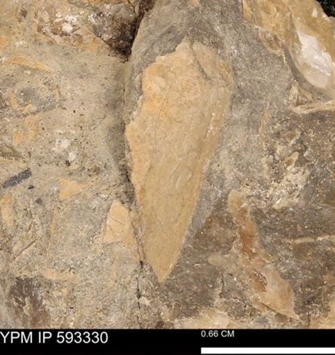undet. Bivalvia