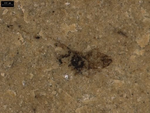 taxon undetermined