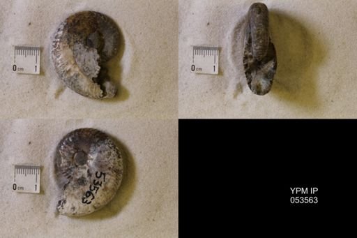 undet. Scaphitidae