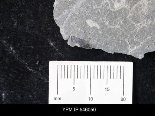 undet. Eurypterida