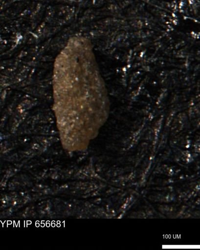 Miliammina manitobensis