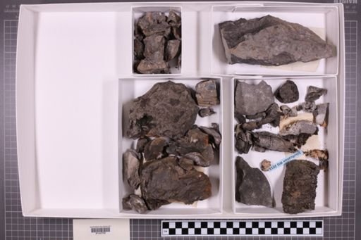 mixed taxa, stratigraphic collection
