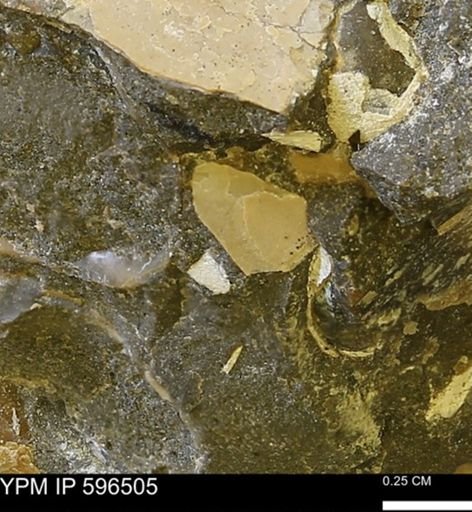 undet. Mollusca