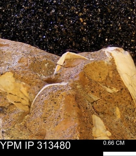 Corbicula