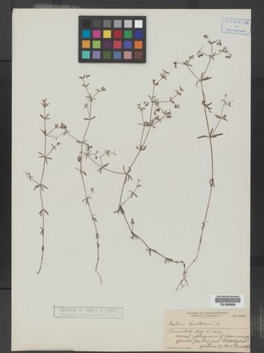 Galium tinctorium