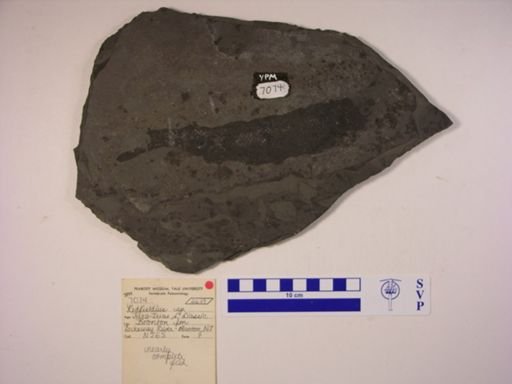 Redfieldia sp.
