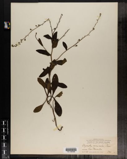 Plantae