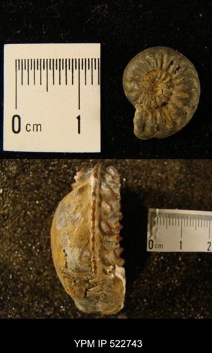 Cardioceras cordatus
