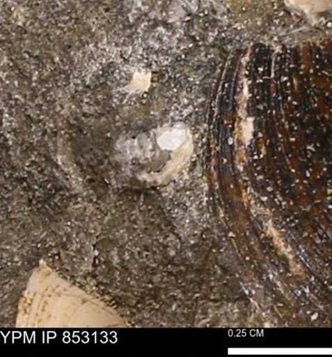 Limopsis striatopunctatus