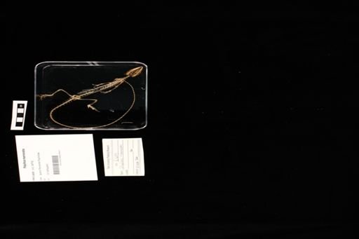 Polychrus marmoratus