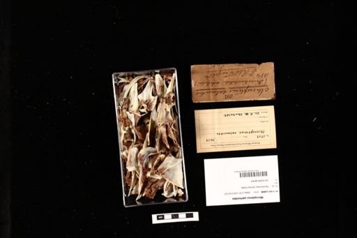 Micropterus salmoides