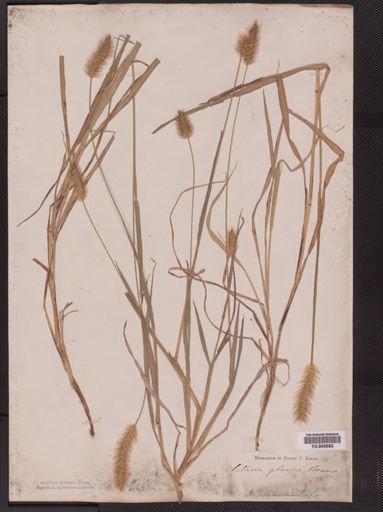 Setaria pumila