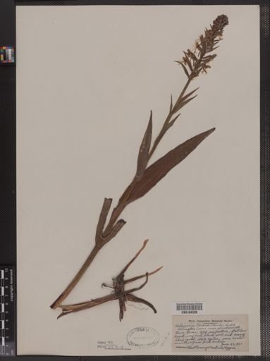 Habenaria lacera